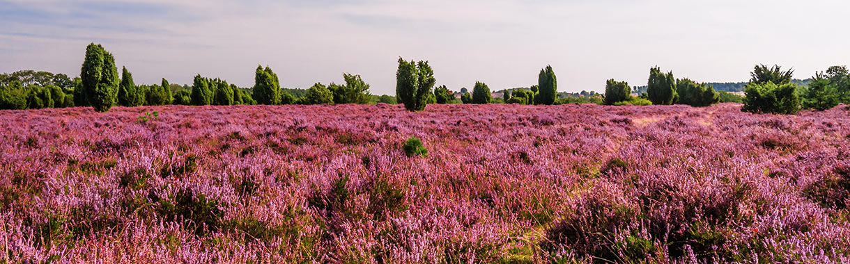 Heidelandschaft in der Lüneburger Heide