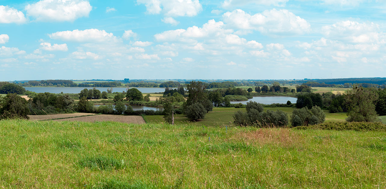 Honig aus Brandenburg