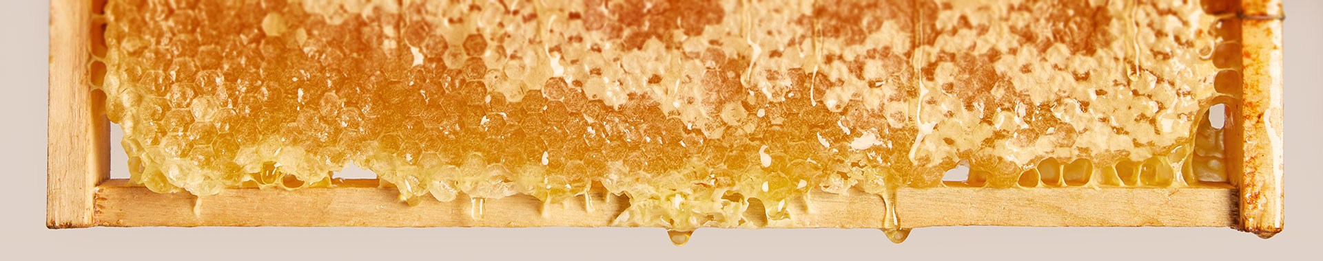 Bienenwabe voller Honig