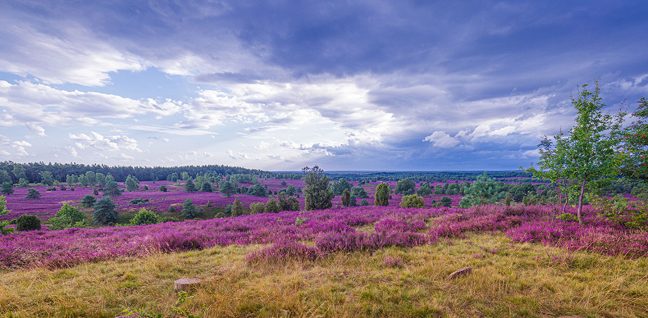 Honig aus Niedersachsen