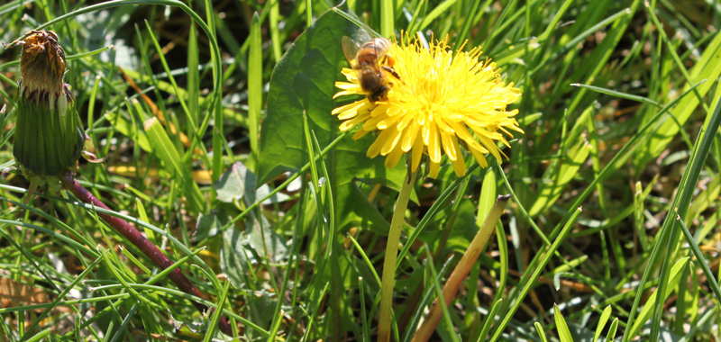 Biene auf Löwenzahnblüte