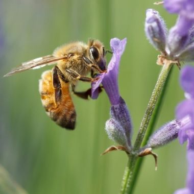 Honigbiene sammelt Nektar