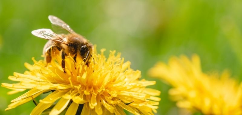 Honigbiene auf Löwenzahn