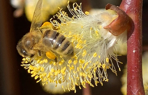 Honigbiene sammelt Pollen an Salweide
