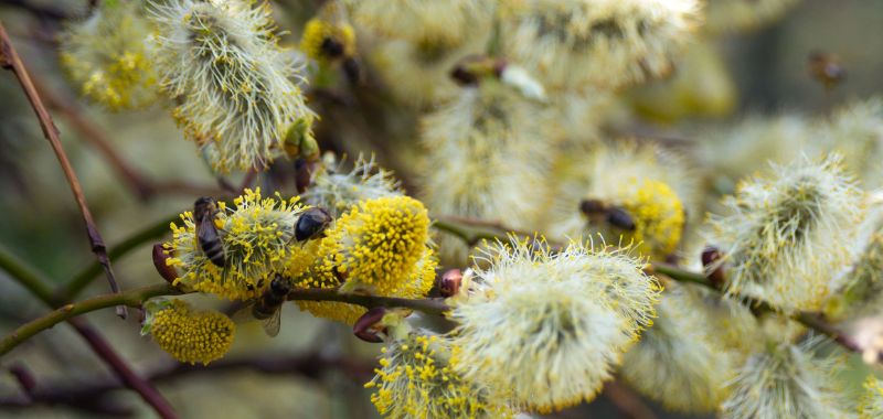 Honigbienen sammeln Pollen an den Palmkaetzchen