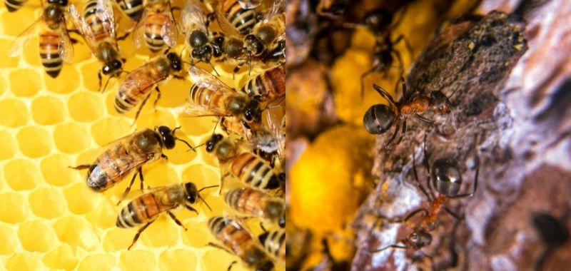 Honigbiene und Waldameise