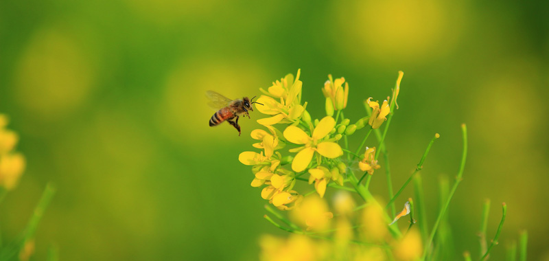 Biene auf Rapsblüte