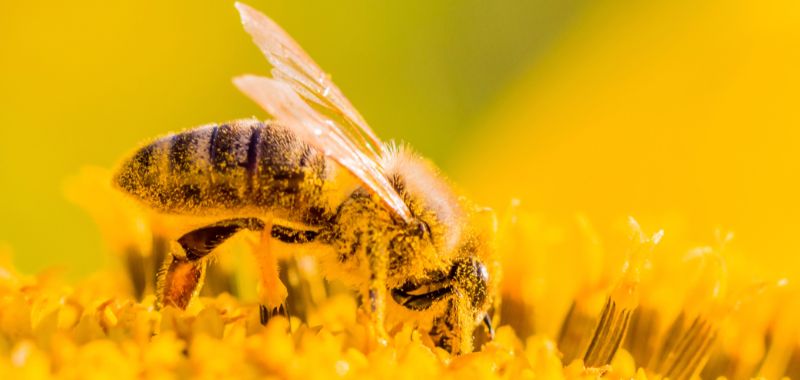 Eine Honigbiene auf einer Blüte