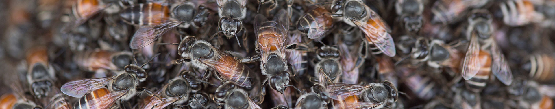 Viele Honigbienen sitzen nah aneinander 