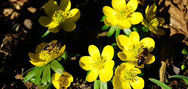 Honigbiene auf gelber Blumenblüte
