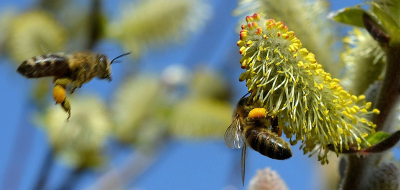 Honigbienen an Weidenkätzchen