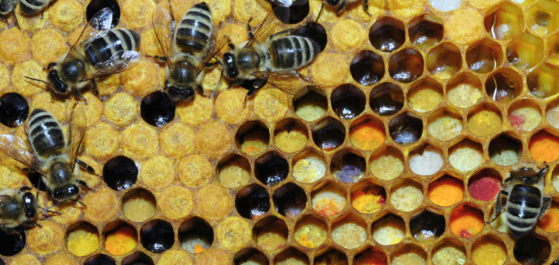 Honigwabe mit Bienen und Pollen