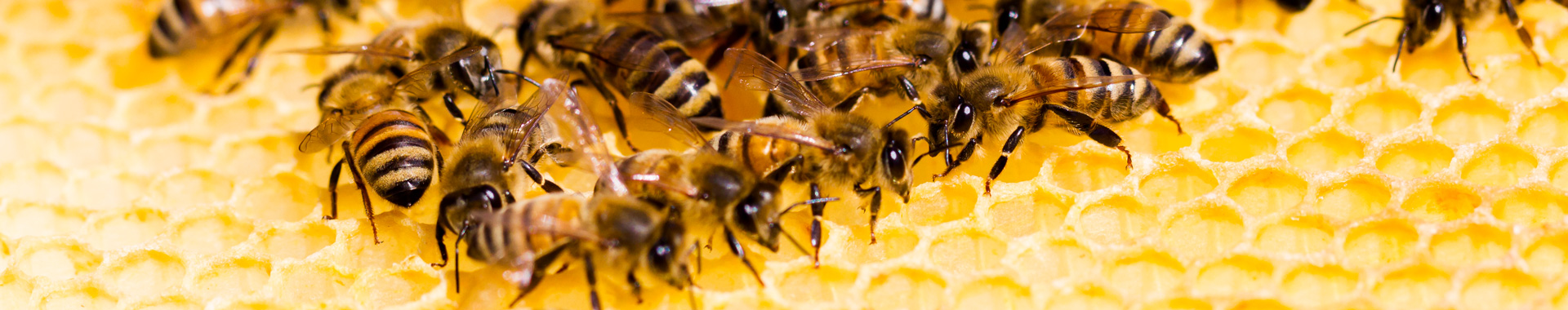 Einige Bienen sitzen auf einer Honigwabe