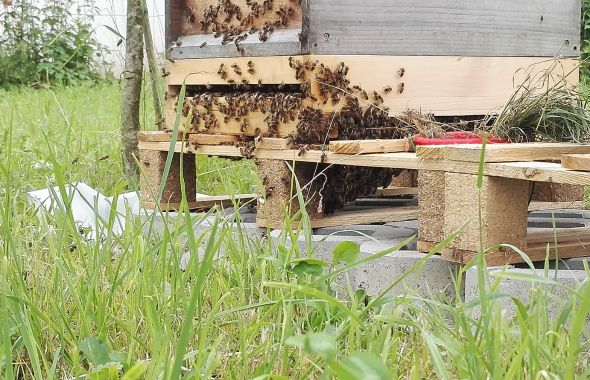 Honigbienen sammeln sich außen an der Beute