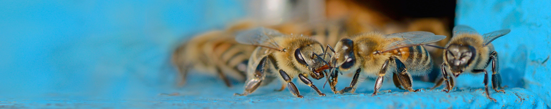 Honigbienen an ihrem Stockeingang