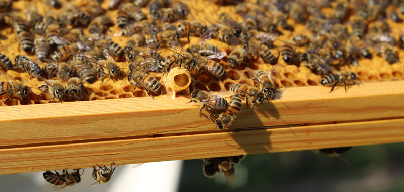 Honigbienen und Weisselzelle