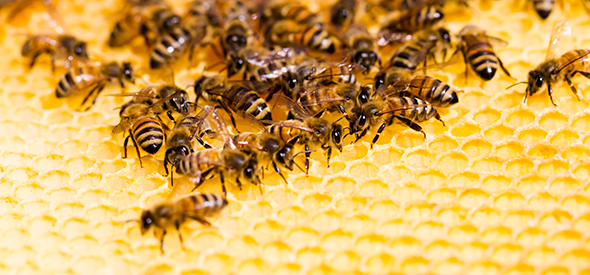 Honigbienen auf Waben