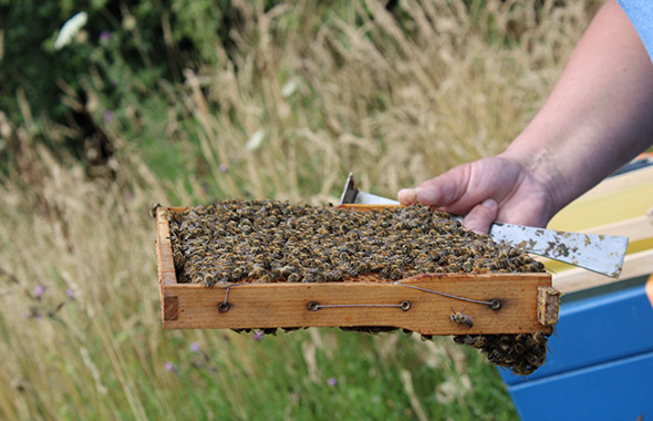 Imker Volker hält eine Wabe mit Bienen in der Hand