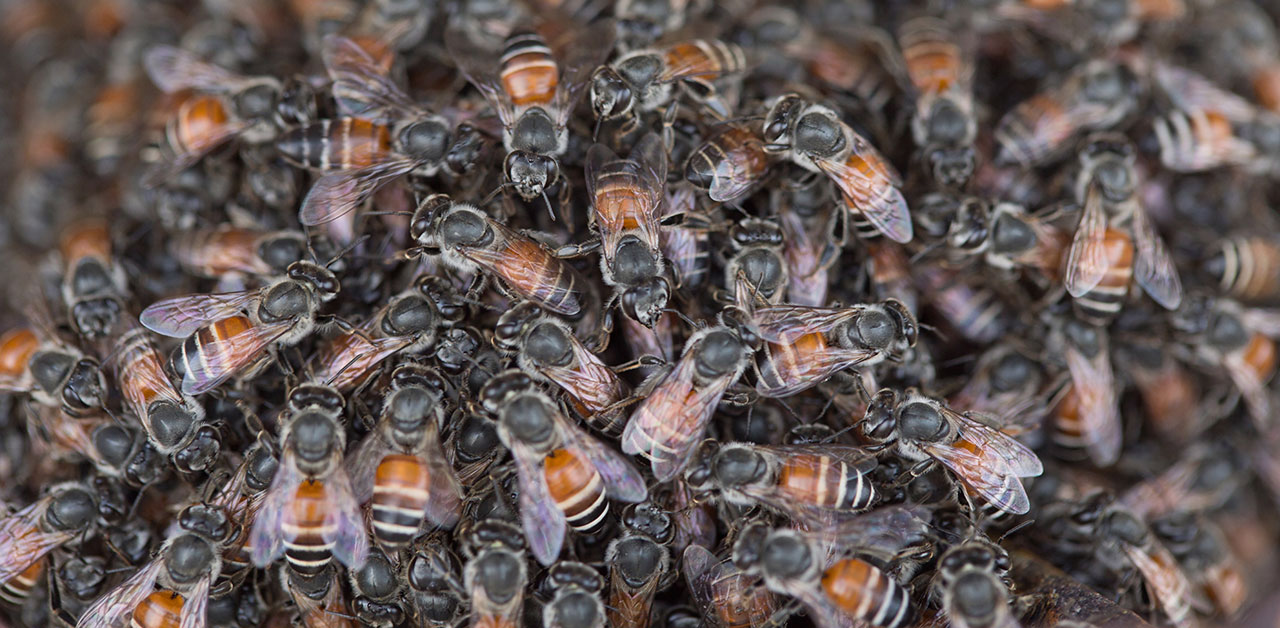 Honigbienen sitzen sehr nah beieinander