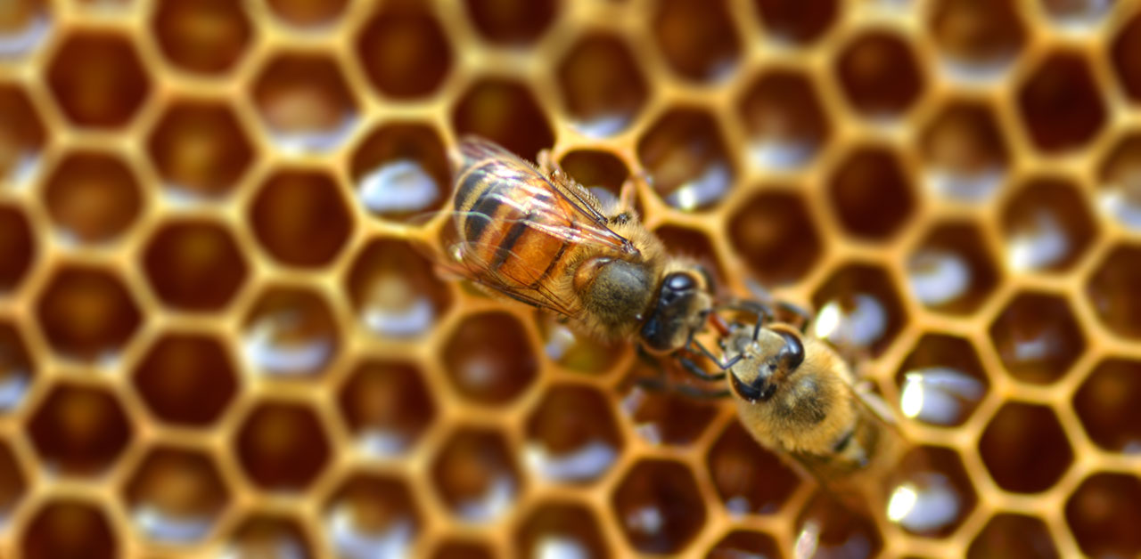 Zwei Bienen auf einer Wabe