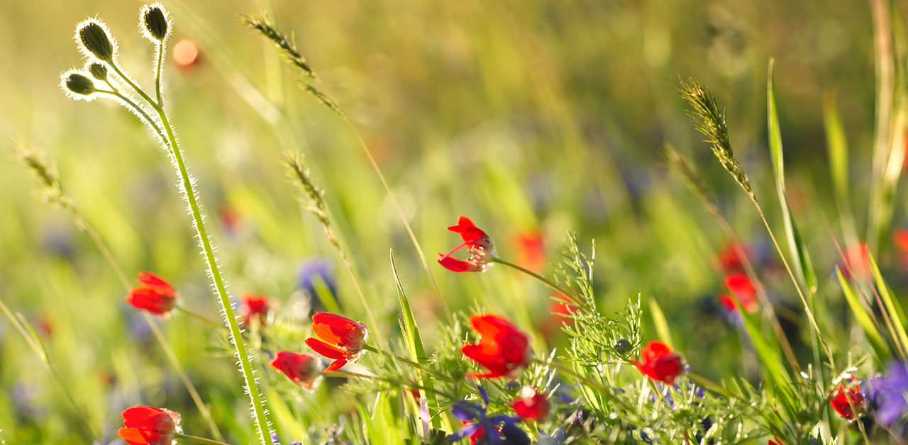 Sommerliche Blumenwiese