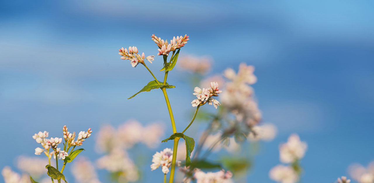 Buchweizen vor blauem Himmel