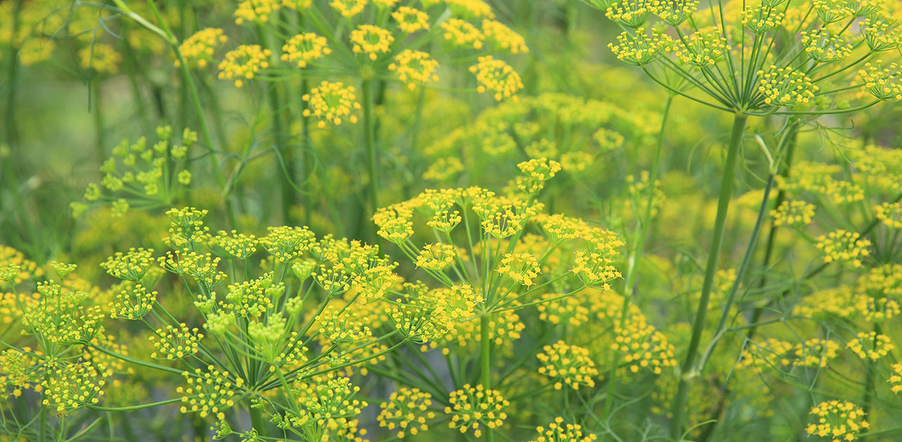 Fenchel auf einem Feld