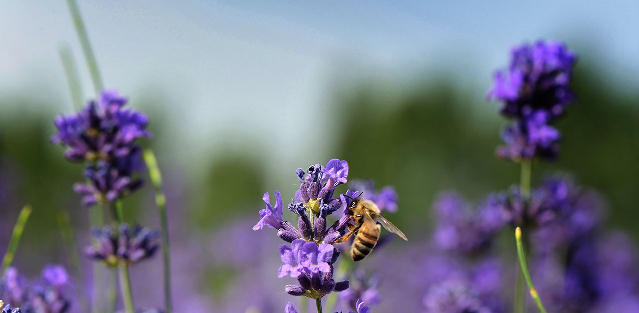 Lilafarbener Lavendel auf einem Feld