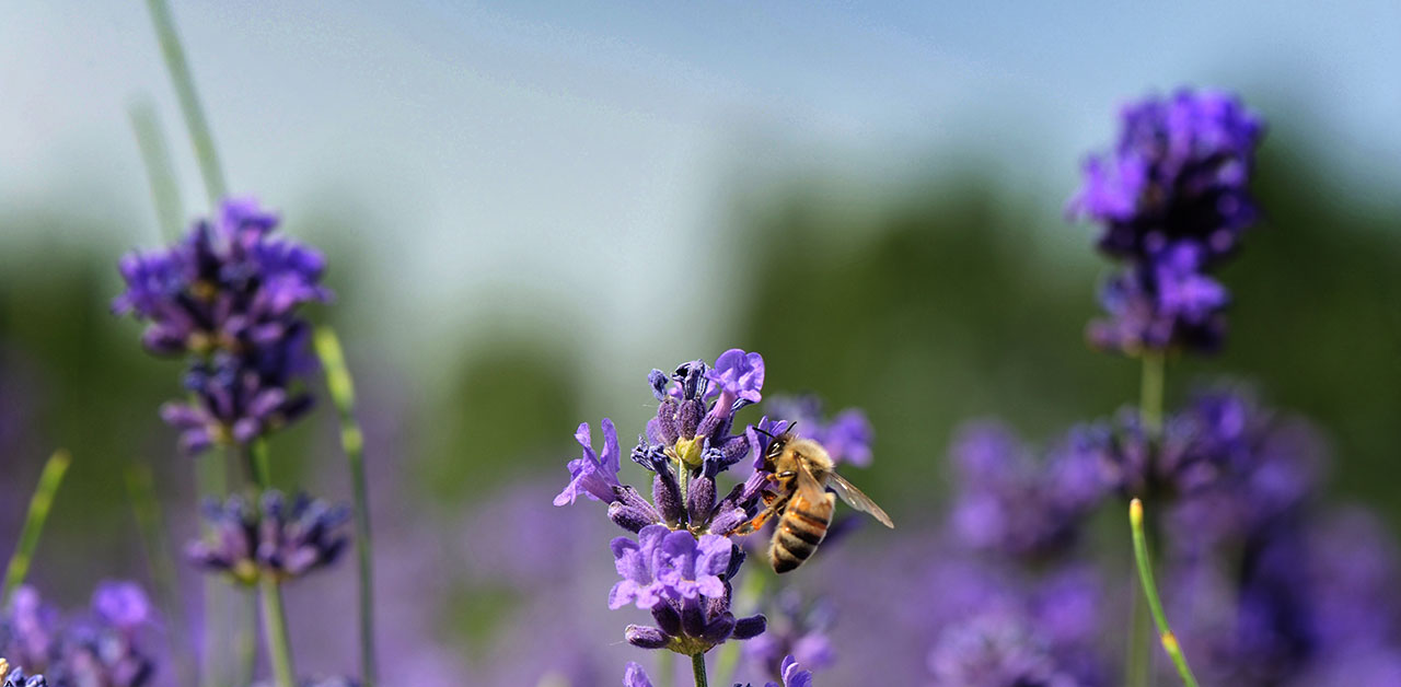 Honigsorte Lavendel