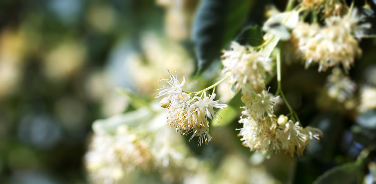 Bienen an Lindenbaum