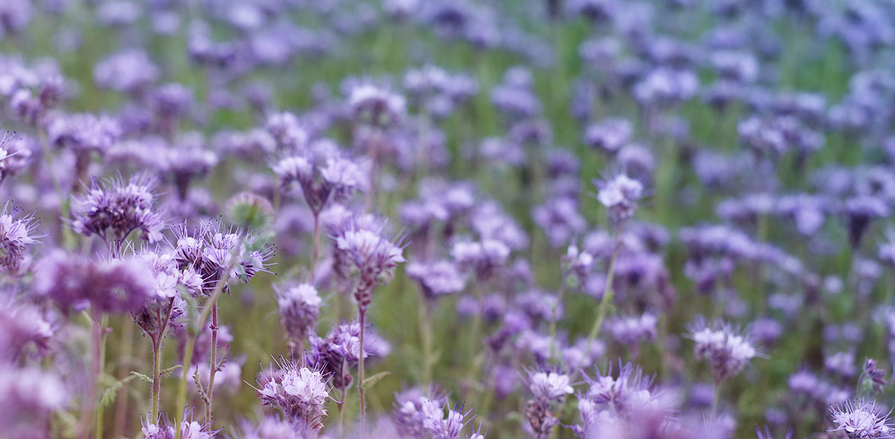 Lila Phaceliablüten
