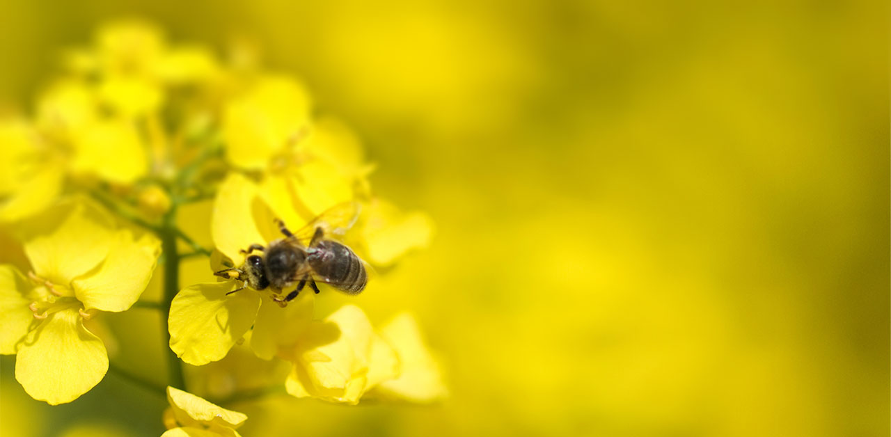 Biene auf gelbem Raps