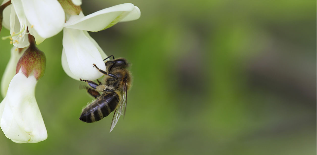 Biene an weißer Akazienblüte