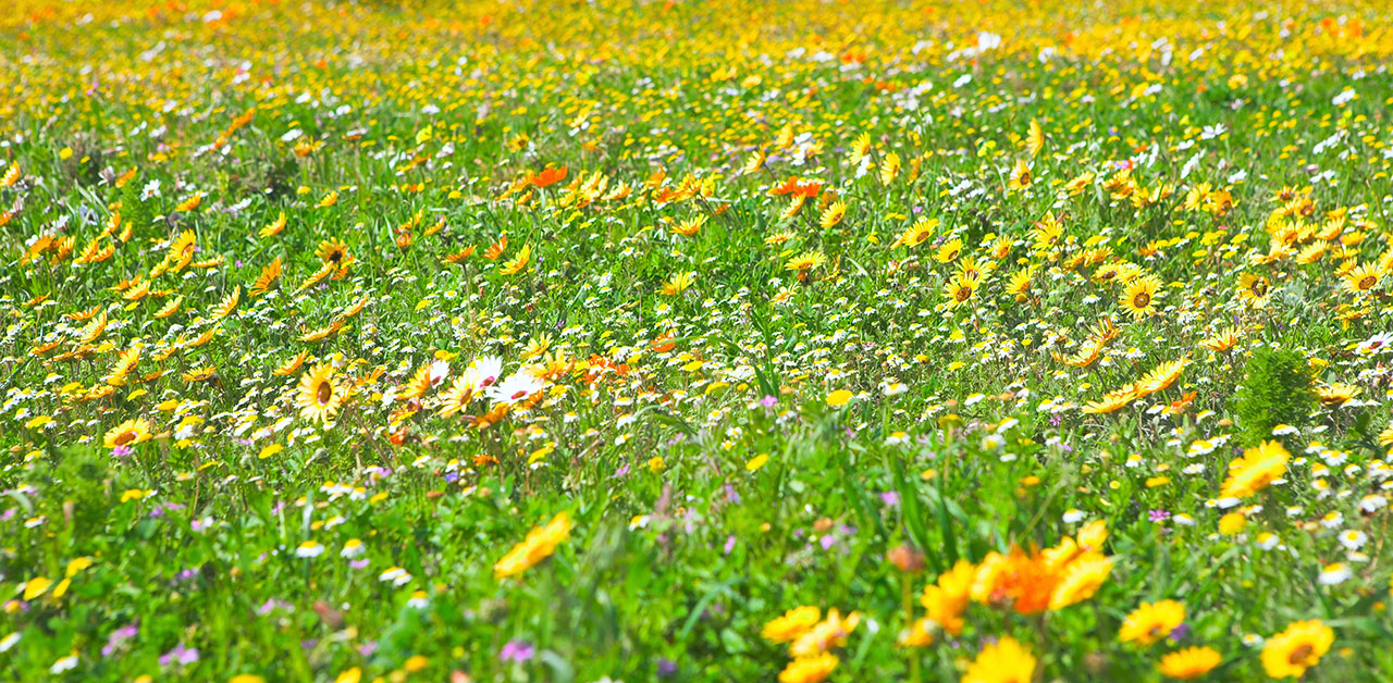 Blüten auf einer sommerlichen Wiese