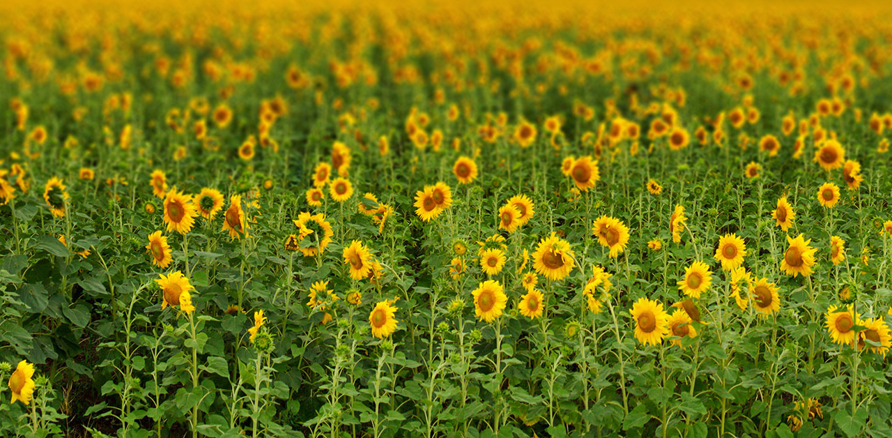 Ein Feld voller Sonnenblumen