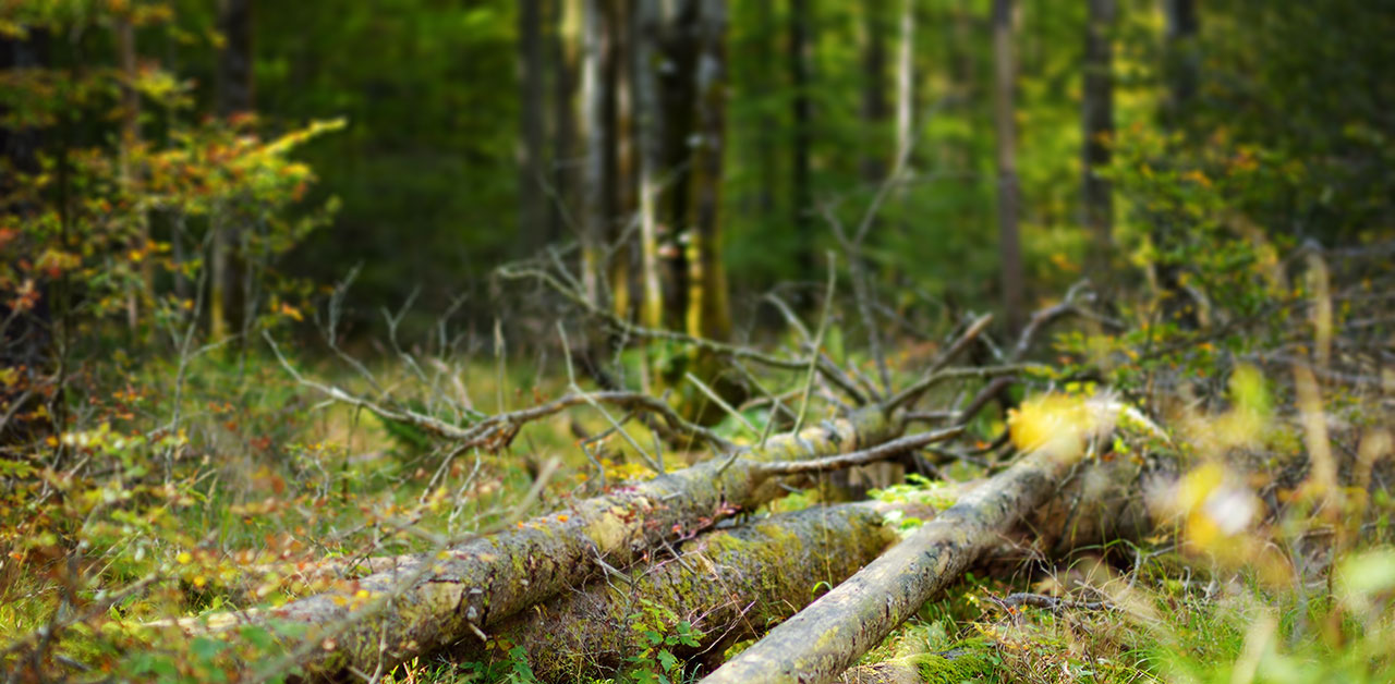 Wald im Sonnenlicht