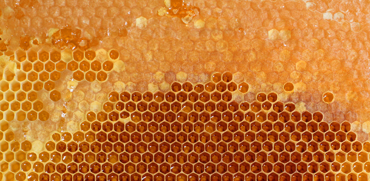 Große Bienenwabe