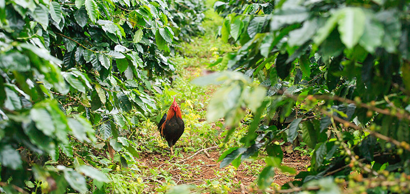 Ein Huhn auf einem Feld