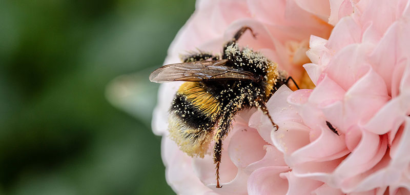 Hummelkönigin auf einer Blüte