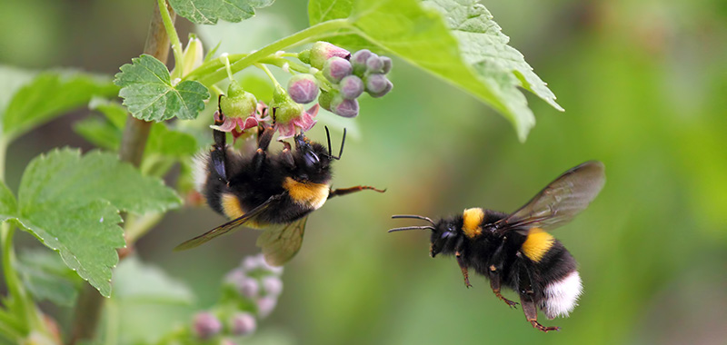 Hummel auf einer Blüte