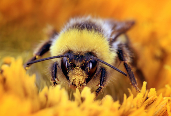 Hummel auf einer Blüte in Blütenstaub