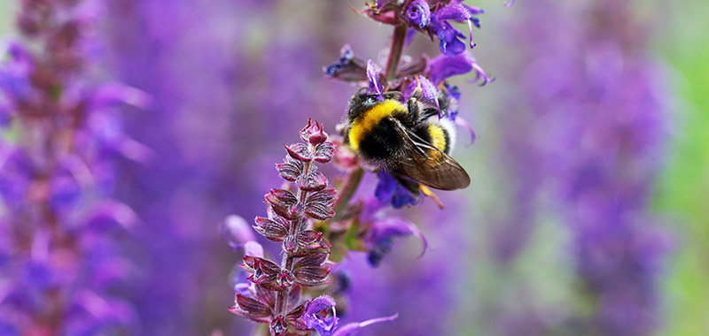 Eine Hummel auf einer Salbeiblüte