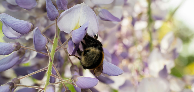 Hummel auf einer Blüte