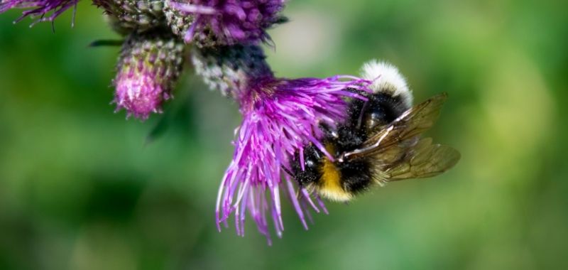 Hummel auf einer Blüte