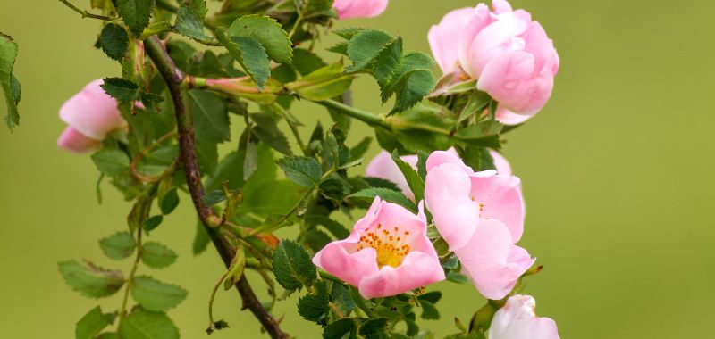 DIe Hundsose hat neben ihren gefuerchteten Dornen auch zarte, rosefarbene Blüten