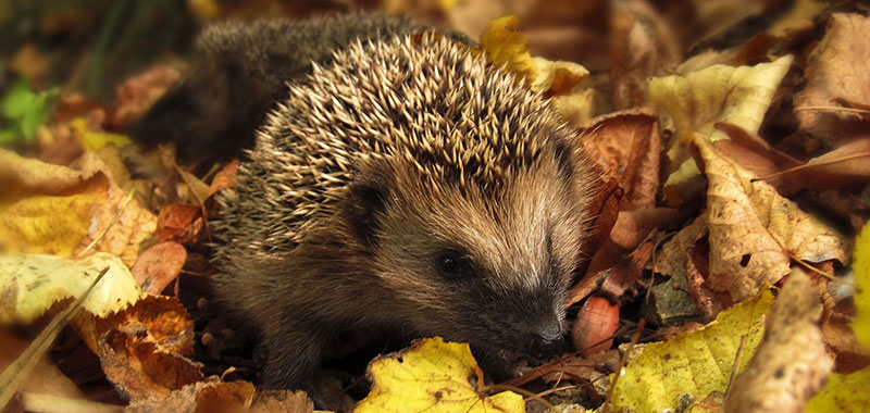 Igel im Laub