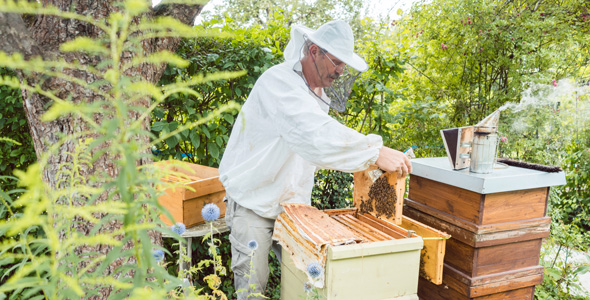 Imker bei seinen Bienen im Garten 