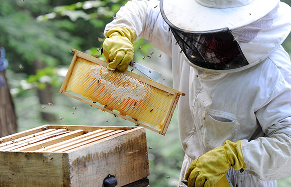 Ein Imker bei seinen Bienen