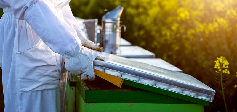 Imker arbeitet am Bienenstock