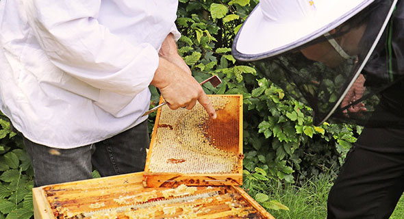 Imker Markus zeigt dem Team von MEGA eG eine Wabe mit Bienen